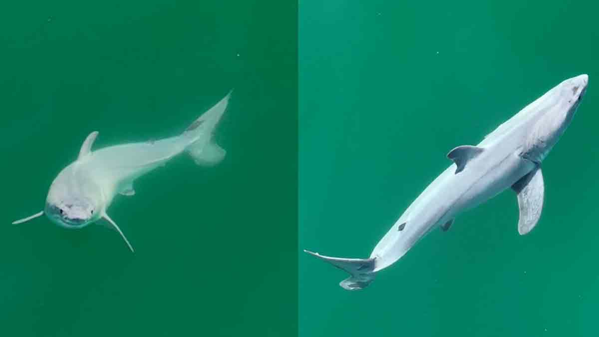Dos capturas aéreas de un tiburón en el mar